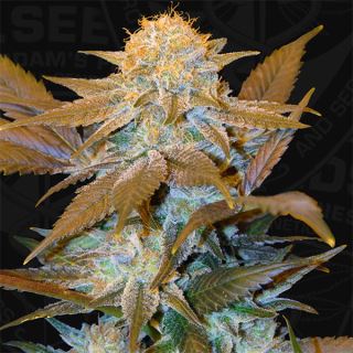 CH2F - Critical Hog  2 u. fem. T.H. Seeds