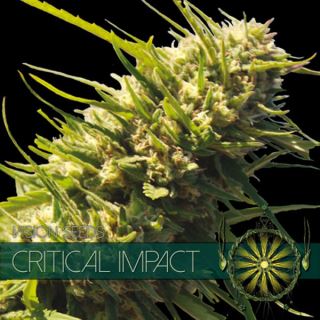 Critical Impact 3 u. fem. Vision Seeds