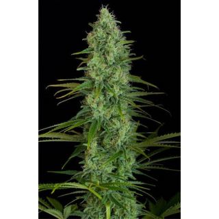 3809 - Critical Jack  3 u. fem. Dinafem