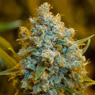 15614 - Critical Jack 10 ud Silent Seeds