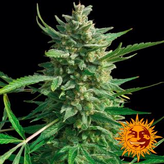 6143 - Critical Kush  1 u. fem. Barney's