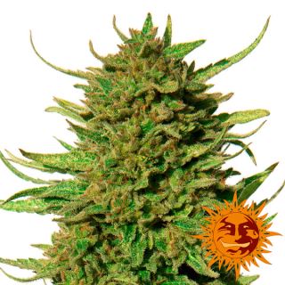 7295 - Critical Kush 10 u. reg. Barney's