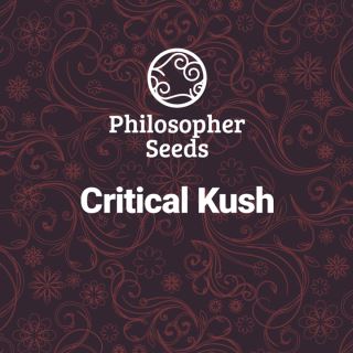 19740 - Critical Kush 3 u fem Philosopher