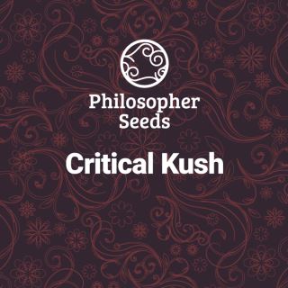 Critical Kush 3 u fem Philosopher