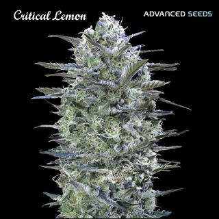 17162 - Critical Lemon   5 + 2 u. fem. Advanced Seeds