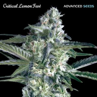 Critical Lemon Fast   3 + 1 u. fem. Advanced Seeds