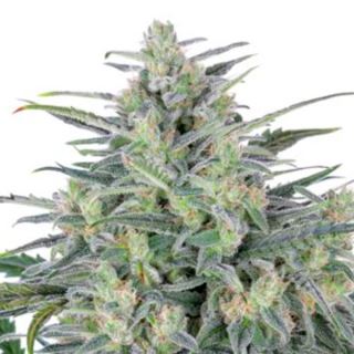 13788 - Critical Lights  1 u. fem. Expert Seeds