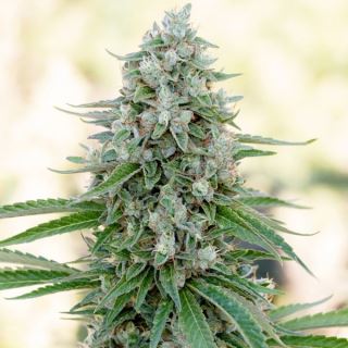 15606 - Critical Mango  3 ud Silent Seeds