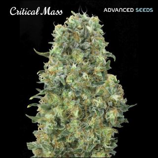 8118 - Critical Mass   1 u. fem. Advanced Seeds