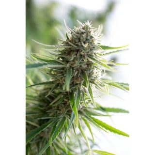 CMCBD10 - Critical Mass CBD 10 u. fem. Dinafem
