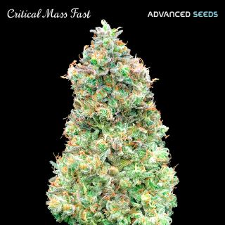 Critical Mass Fast   1 u. fem. Advanced Seeds