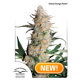 Critical Orange Punch  1 u. fem. Dutch Passion