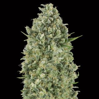 Critical Poison   3 u. fem. 00 Seeds