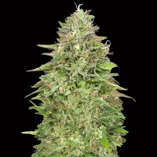 Critical Poison Fast   3 u. fem. 00 Seeds