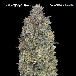 7570 - Critical Purple Kush   1 u. fem. Advanced Seeds