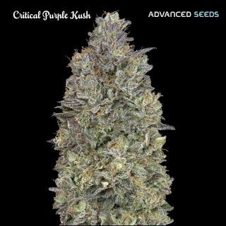 7571 - Critical Purple Kush   3 + 1 u. fem. Advanced Seeds