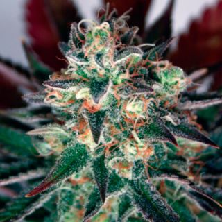 13639 - Critical Relief CBD  3 u. fem. Garden of Green Seeds