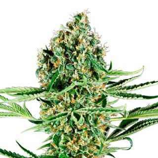 18488 - Critical Runtz  3 u. fem. Sensi Seeds Research