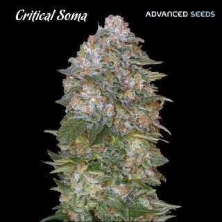 CSA3 - Critical Soma   3 + 1 u. fem. Advanced Seeds