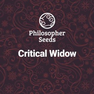 Critical Widow 3 u fem Philosopher