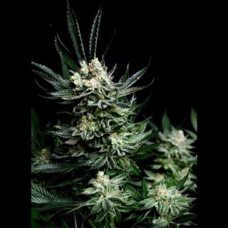 Critigal+ 1u fem. Absolute Cannabis Seeds