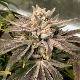 18459 - Crumbled Melon 6 u. fem Karma Genetics