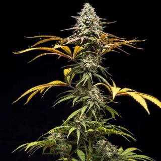 27518 - Crunch  5 u. fem World of Breeders