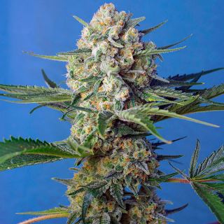 Crystal Candy F1 Fast Version   3+1 u. fem. Sweet Seeds