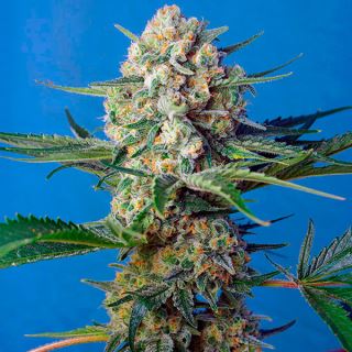 Crystal Candy F1 Fast Version  25 u. fem. Granel Profesionales Sweet Seeds