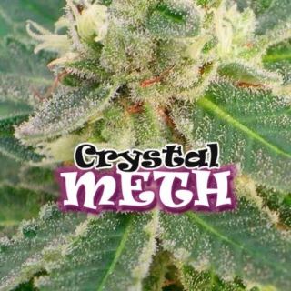 Crystal M.E.H.T. 2 u. fem. Dr Underground