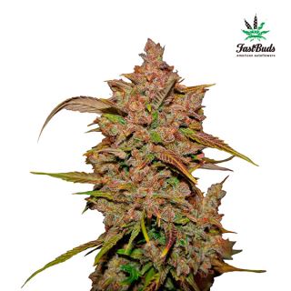 Crystal Meth Auto  1 u. fem. FastBuds Seeds