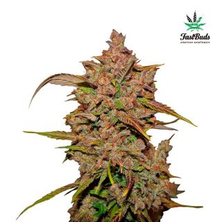 Crystal Meth Auto  5 u. fem. FastBuds Seeds