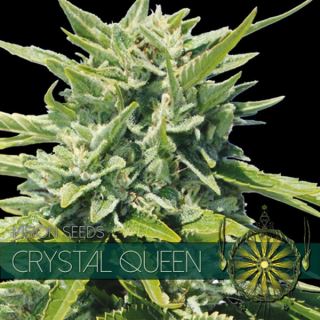 Crystal Queen 3 u. fem. Vision Seeds