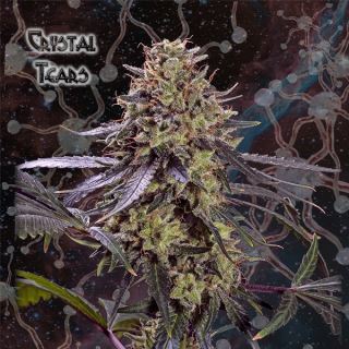 Crystal Tears  1 u. fem. Geneseeds