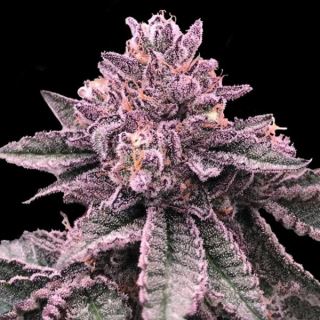 DNA Cake  5 u. fem. DNA Genetics