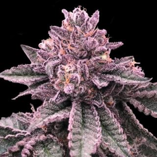 DNA Cake 3 u. fem. DNA Genetics