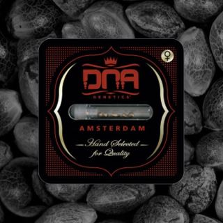 DNA Mix  5 u. fem. DNA Genetics