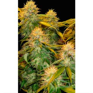 DMP3 - DNA Mix Pack 3 u. fem. Reserva Privada. DNA Genetics