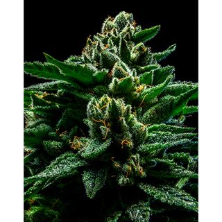 8459 - DO-G 1 u. fem. Ripper Seeds