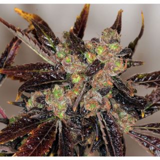 DP5P - Da Purps  5 u. reg. T.H. Seeds