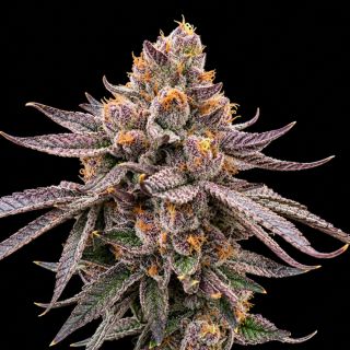 27719 - Daddy Runtz Triploid  10 u. fem Triploid Seeds