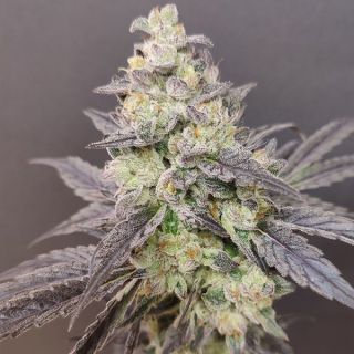 26529 - Dancing Sprite 4 u. Seeds of Anarchy