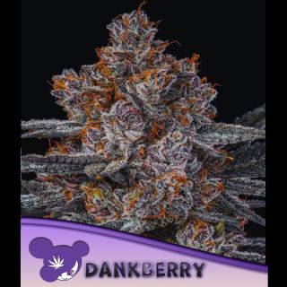 Dankberry  3 u. fem Anesia