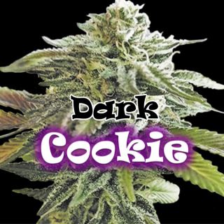 15457 - Dark Cookie 8 u. fem. Dr Underground