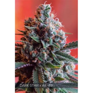 Dark Star X Ak-49 3 u. fem. Vision Seeds