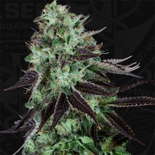 DKS2 - Darkstar  2 u. fem. T.H. Seeds