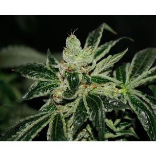 DFGR5 - Darkstar  5 u. reg. T.H. Seeds