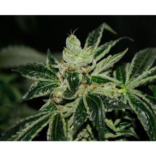 DKS - Darkstar 10 u. reg. T.H. Seeds