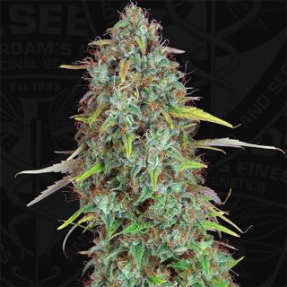 DWS2 - Dawg Star  2 u. fem. T.H. Seeds