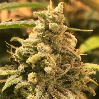 16425 - Deadcheese 1 u. fem R-Kiem Seeds